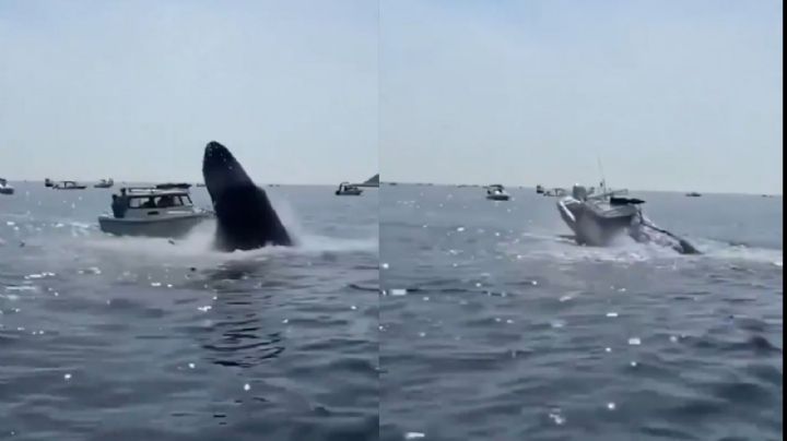 (VIDEO) Ballena salta y 'aterriza' sobre bote que casi hunde en Massachusetts