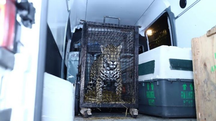 Llegan al Zoo León cinco felinos rescatados de “Black Jaguar-White Tigger”