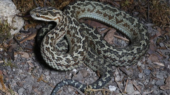 Hallan nueva especie de víbora venenosa capaz de causar parálisis: ¿en dónde habita?