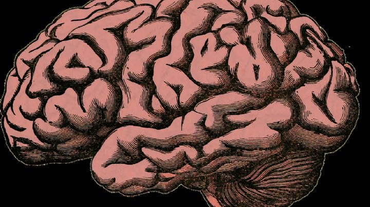 Código Cerebro: IMSS lanza programa para cuidar tu salud cerebral