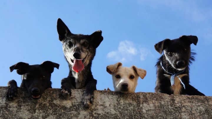 Perritos: ¿por qué surgió el nombre Firulais? Esta es la sorprendente historia