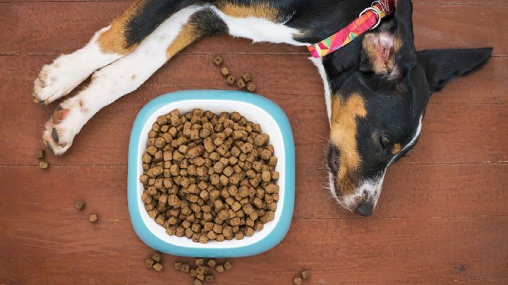 Perritos: los 5 peores alimentos y croquetas que les puedes dar