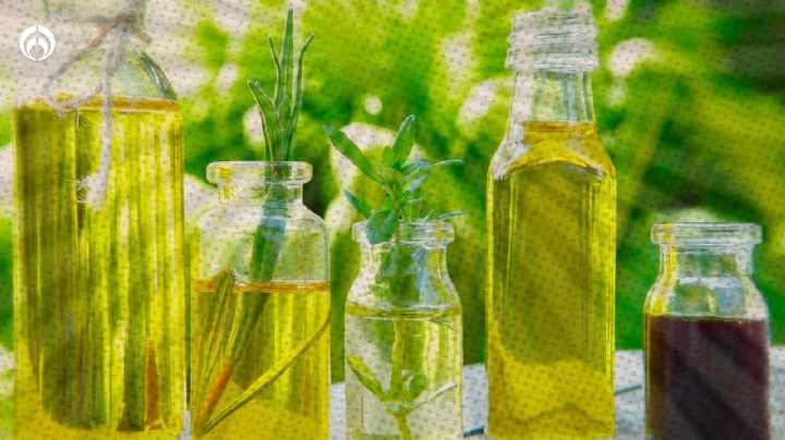 Aceite de oliva, soya, girasol y coco: ¿cuáles son los más saludables?