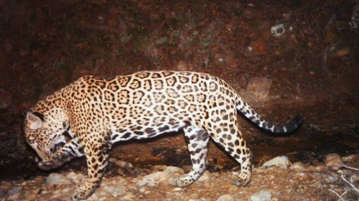 ¡El 'Jefe' está de vuelta! Captan en Sonora al único jaguar salvaje libre de EU