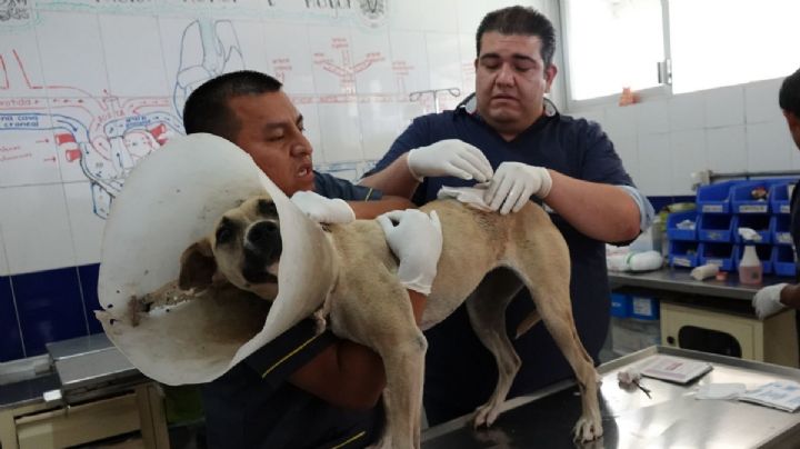 ¿Cuánto gana un veterinario en México?