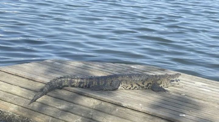 IMÁGENES FUERTES: Cocodrilo ataca y mata a persona en la Laguna del Carpintero