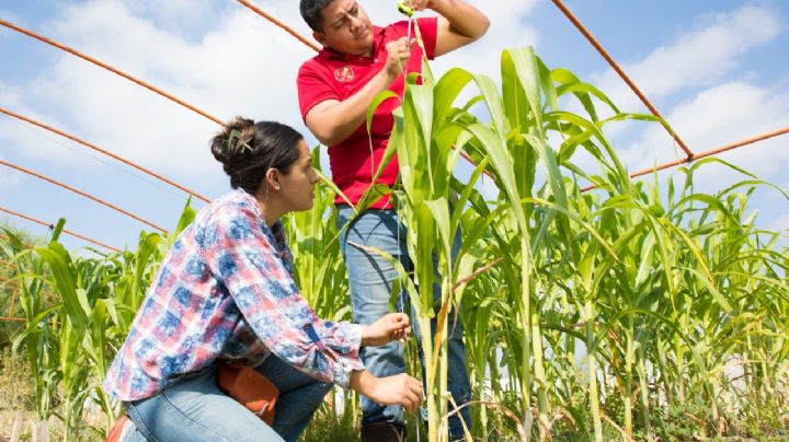 Reconocen a nivel nacional ingenierías de agronomía de la UANL