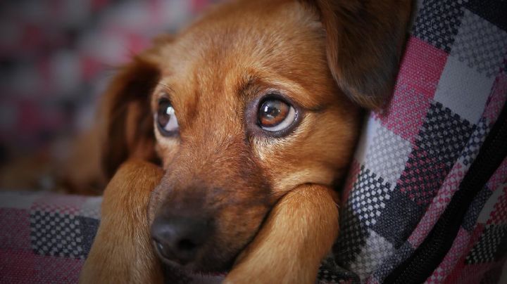 Perritos: Este remedio salvará a tu lomito en caso de envenenamiento