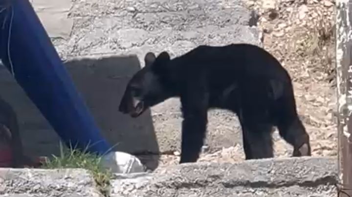 (VIDEO) Captan a osos en busca de comida y agua en NL