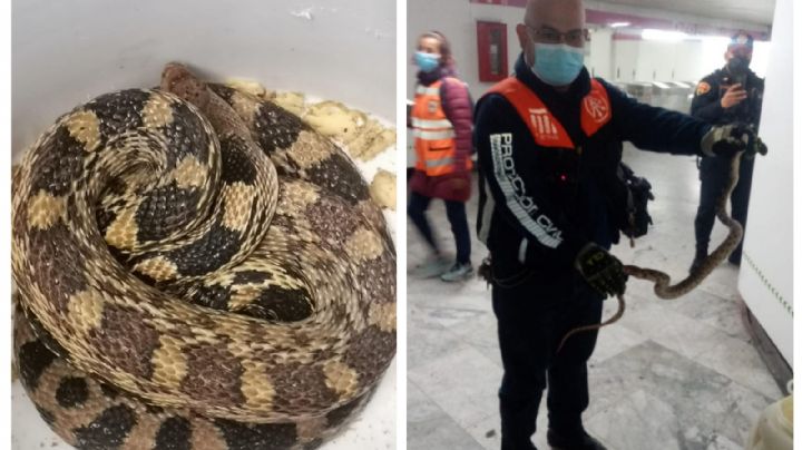 (FOTOS) ¡Víbora en el Metro! Ahora hallan serpiente en andén de Línea 1