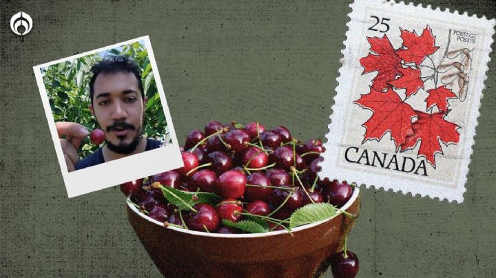 Trabajo de ensueño: ¿cuánto gana un mexicano recogiendo cerezas en Canadá?