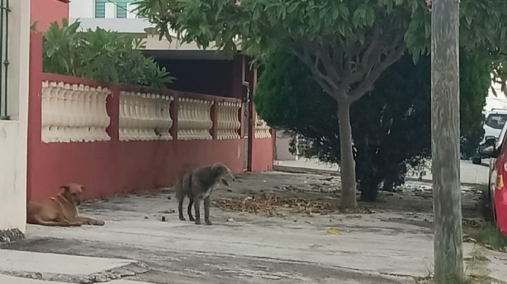 Hasta 10 ataques de perros llegan a atenderse al Centro de Salud de Madero