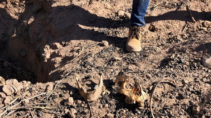 Terror en Michoacán: hallan 11 cuerpos en fosas en huerta de aguacate