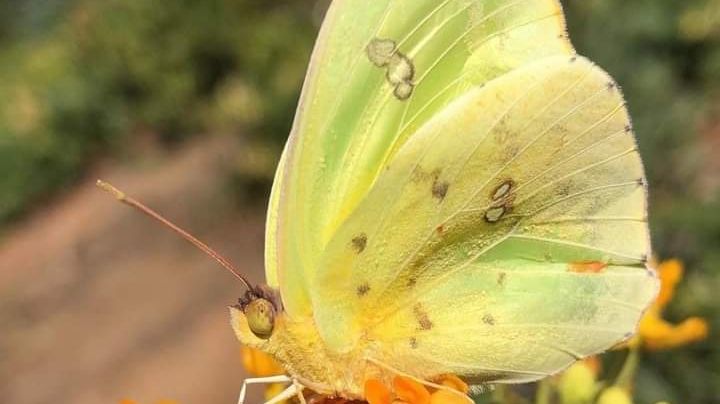 Mariposas en Nuevo León: la ruta de la migración más bella