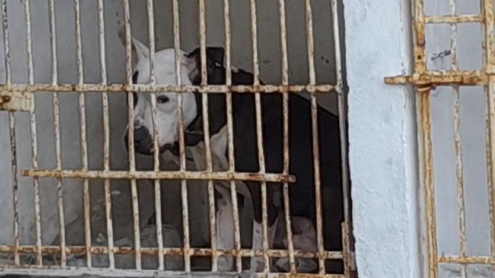 Perro Bull Terrier en confinamiento por atacar a una persona en Tampico	