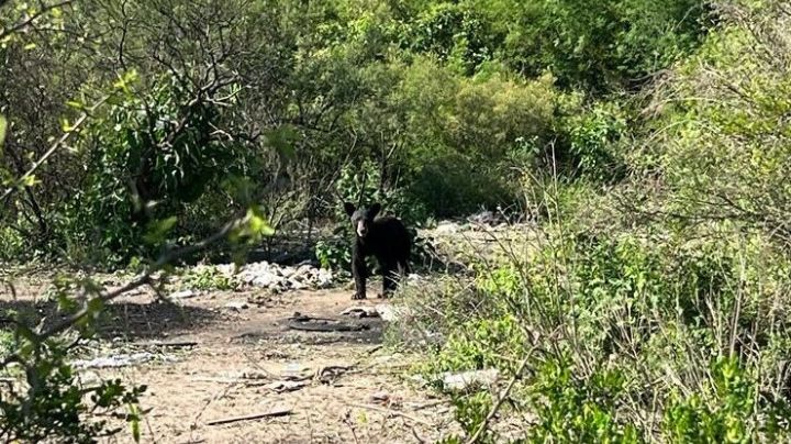 Merodean osos en Escobedo, Nuevo León