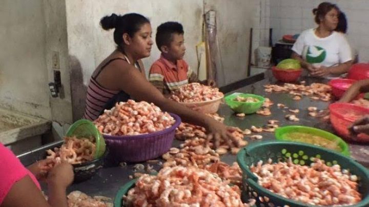 “No todos los niños regresaron” Hijos de despicadoras se quedaron sin regreso a clases