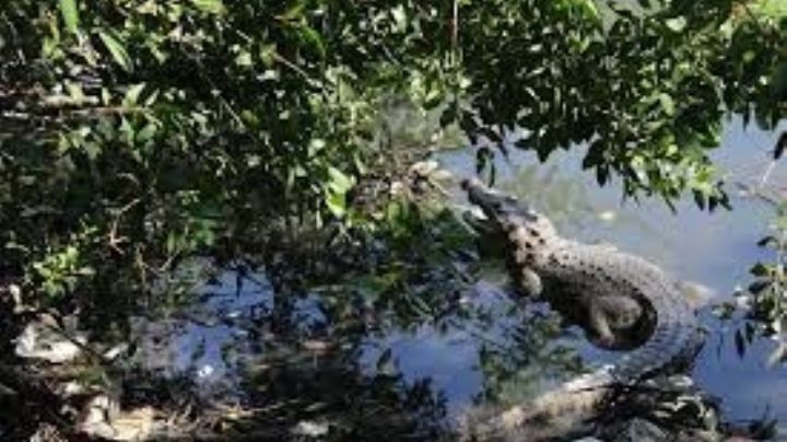 Autoridades piden cuidar y NO maltratar a la fauna de la zona conurbada