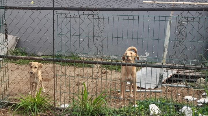 Protección Animal niega casos de trata de animales en Tampico