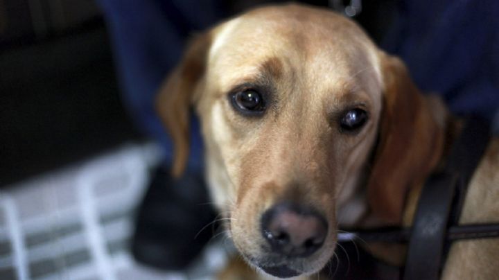 Perritos: ¿Cómo saber si mi 'lomito' se está quedando ciego?