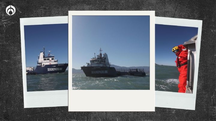 (FOTOS) Así luchan por proteger a la vaquita marina en el Alto Golfo de California