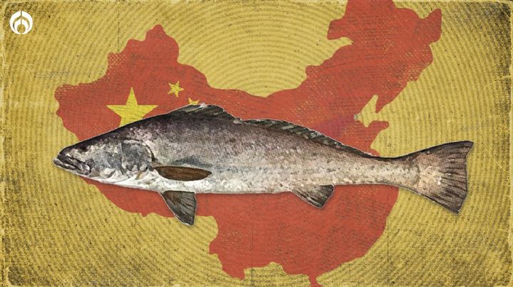 ¿Qué es el buche de la totoaba y por qué es tan cotizado en China?