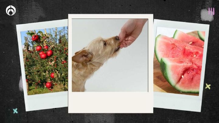 Perritos: ¿cada cuándo debes darles frutas para mantenerlos sanos?