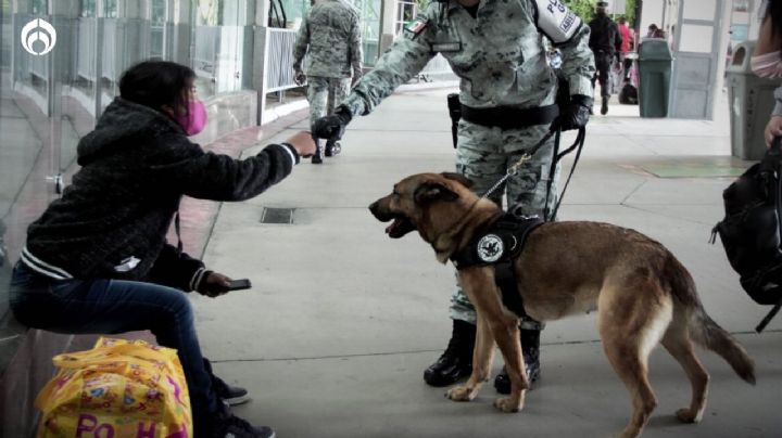 Perritos: así puedes adoptar a un héroe jubilado de la Guardia Nacional