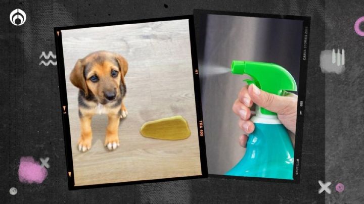 Perritos: la poderosa mezcla para eliminar las manchas de pipí del piso