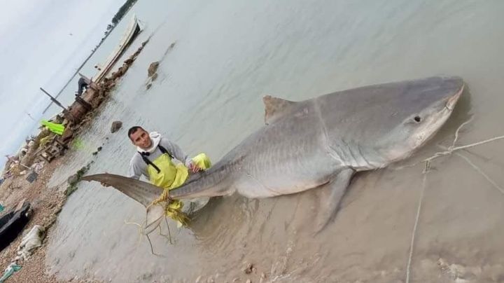 Capturan enorme tiburón tigre de 3 metros y 300 kilos en Altamira; el superdepredador de los mares