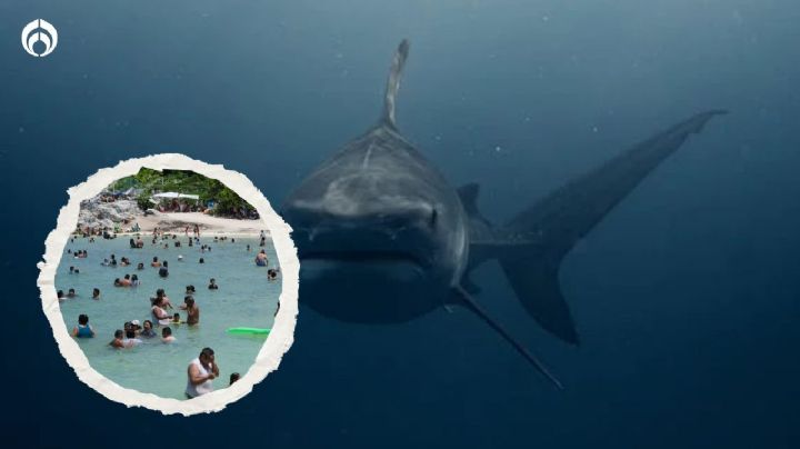 Este es el tiburón más peligroso para humanos y habita estas playas mexicanas