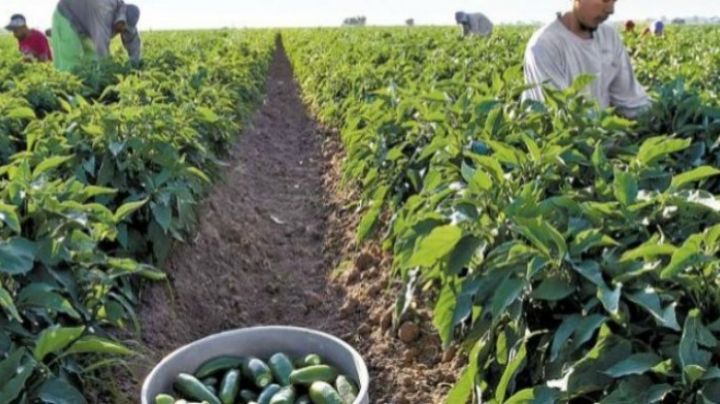 Altamira vence sequía y vuelve la producción de chile serrano y jalapeño