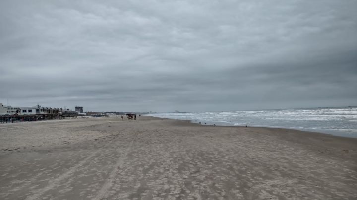 Ya están por llegar las tortugas a la playa Miramar; autoridades revisan posible contaminación