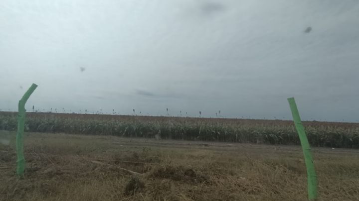 Sequía en México: Sorgo en Altamira se ve afectado por falta de lluvias