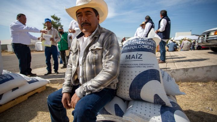 Sequía en Querétaro es combatida con entrega de maíz a productores; presas preocupan