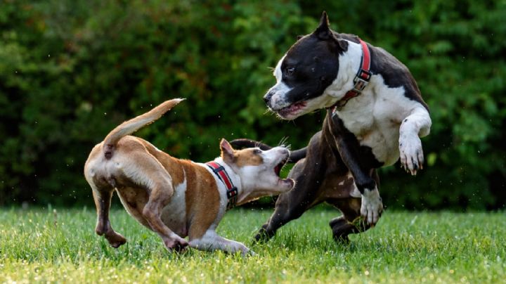 ¡No lo hagas! Estos son los medicamentos que no debes darle a tus perritos