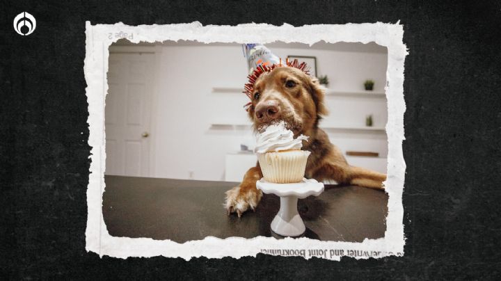 Perritos: Así puedes preparar un pastel si es el cumpleaños de tu ´lomito´