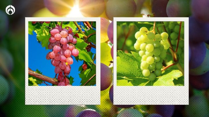 Uvas rojas y verdes: ¿Por qué hay de diferentes colores y cuáles son sus diferencias?