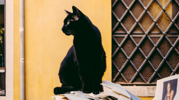 ¿Por qué se dice que los gatos negros traen mala suerte? Esta es la historia