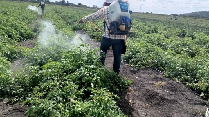 Siembra de hortalizas: el nuevo 'alivio' de los productores agrícolas