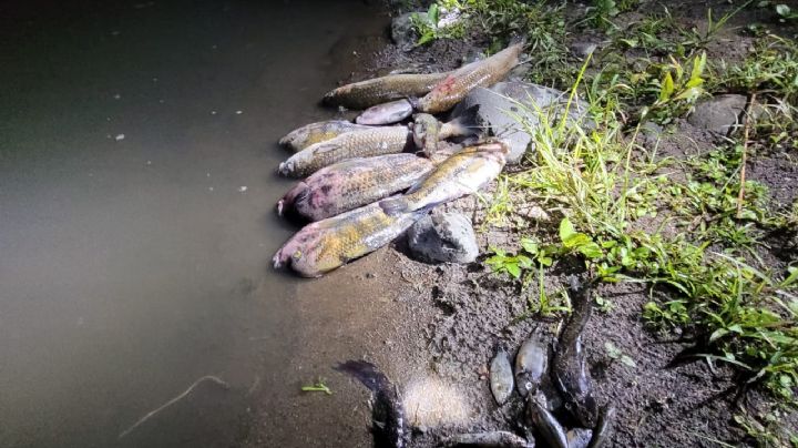 (VIDEO) Tragedia ambiental en Jamapa: cientos de peces muertos resultado de la contaminación