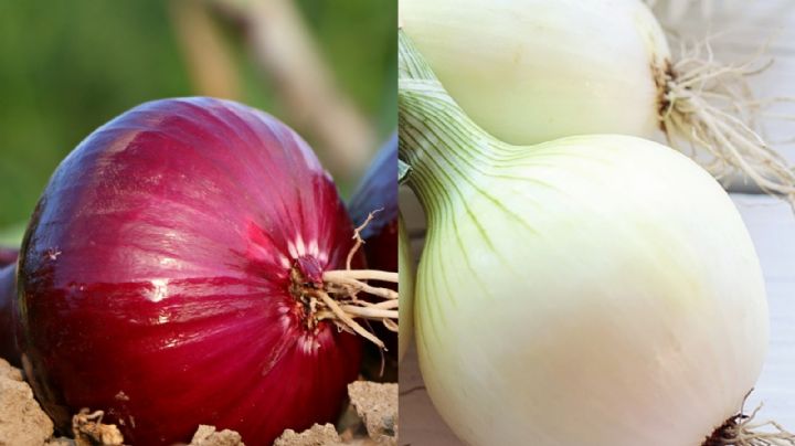 ¿Cuál es la diferencia entre la cebolla morada y la blanca? Te sorprenderá la respuesta