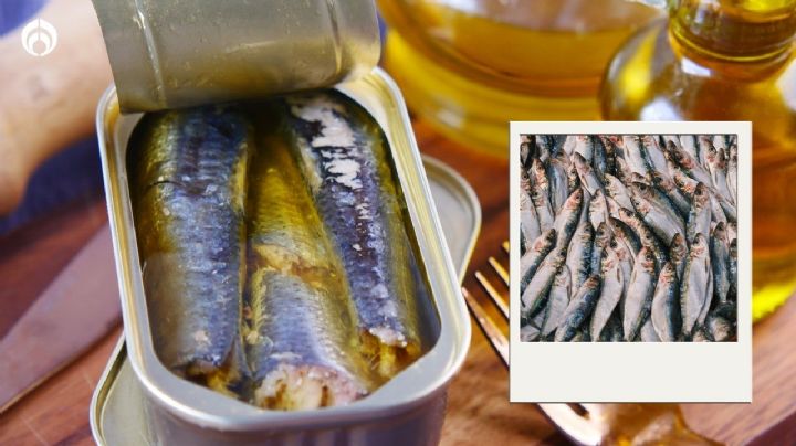 Estas son las sardinas que no debes comprar, según Profeco