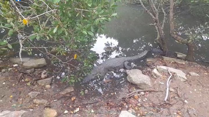 (VIDEO) Cocodrilos dejan asombrados a turistas que visitan Laguna del Carpintero