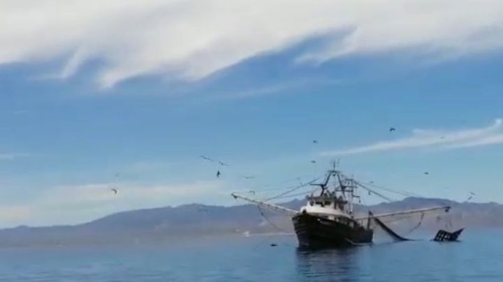 Gobierno de BCS busca con SEMAR reforzar vigilancia de mares y frenar la pesca furtiva