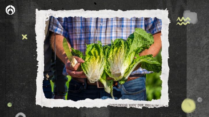 ¿Por qué la lechuga romana se llama así y cuál es su origen?