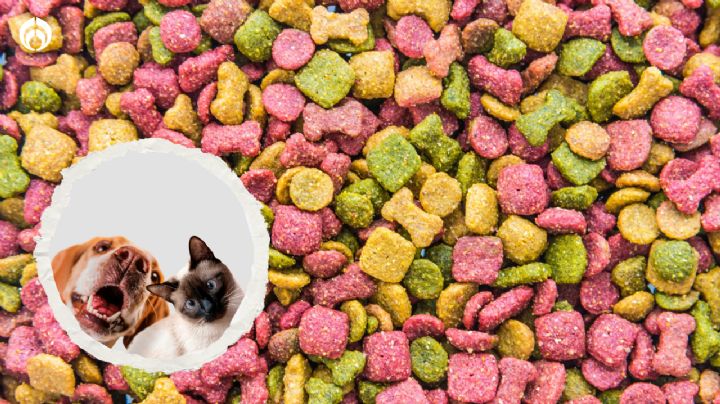 Perros y gatos: Este es el lugar ideal para guardar sus croquetas