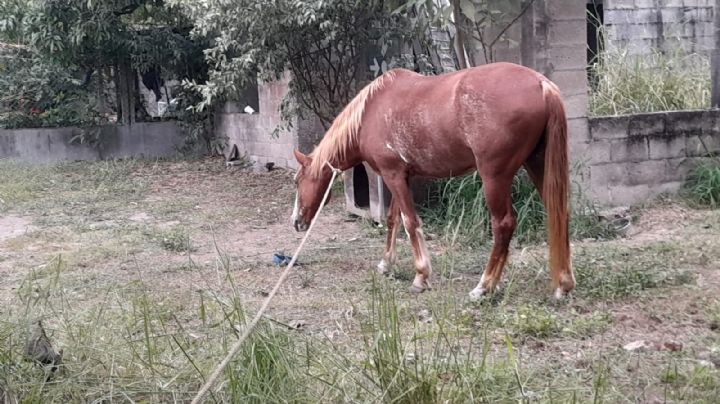 Regidor denuncia presencia de caballos en plena zona centro de Madero