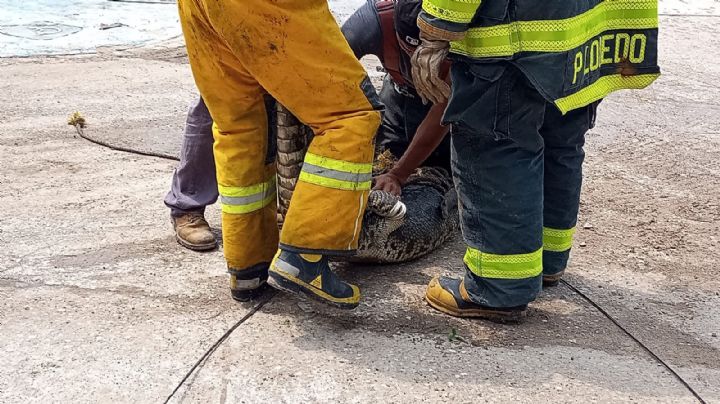 Vecinos temen ataque de cocodrilos en laguna Nuevo Amanecer "Ya se comieron un perrito"