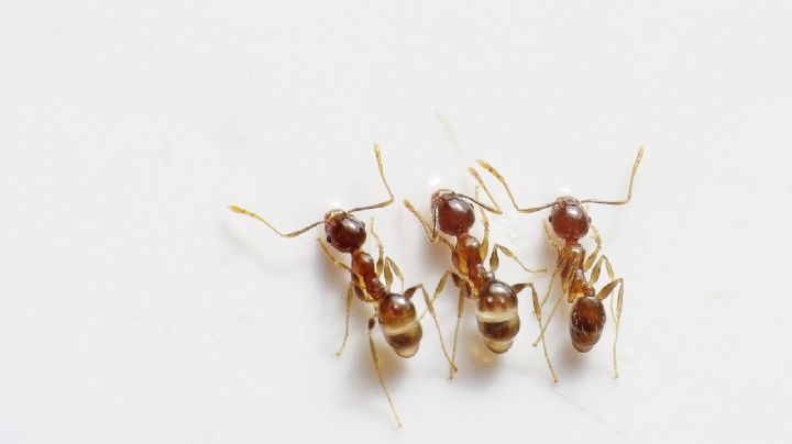 Descubre cómo eliminar hormigas en la cocina de forma natural en un dos por tres
